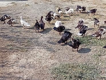 Ördəklər: Lal ordəy balalari - - Rənglər: ağ, qara-ağ, qəhvəyi, qarışıq ləkəli — 4
