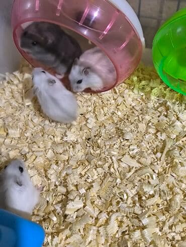 Cırtdan hamsterlər – müxtəlif rənglərdə balalar • Növ: cırtdan (dəniz