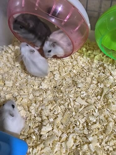 su donuzu: Cücə xırda hamsterlər – müxtəlif rənglərdə (ağ, boz və qarışıq — 3