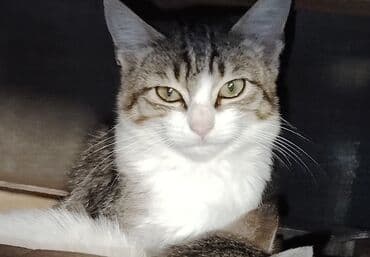 Tabbi, Dişi, Yaxşı əllərə, Ünvandan götürmə