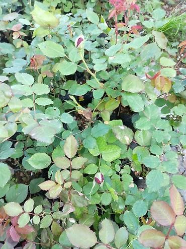 uzum tingi: Qızılgül (Rosa) tingi – qara polietilen kisədə, kökləri torpaqla — 6