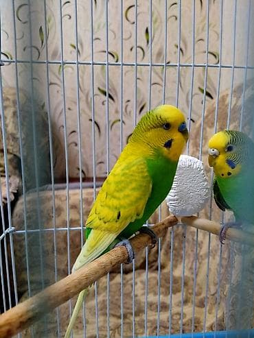 quşlar: Salam. Tam hazir cut papuqaylar satilir. 11 ayliqdilar. Tam bala veren — 7