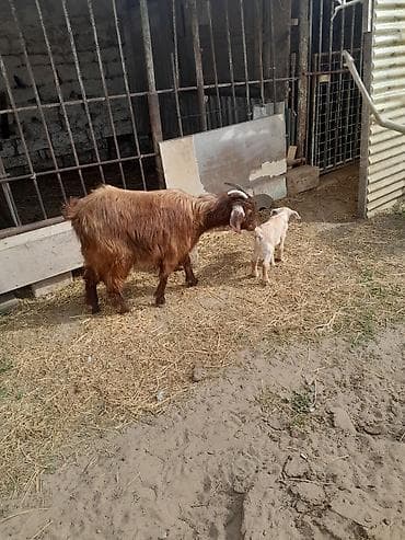 Dişi, il: 1, 40 kq, Ətlik, Südlük, Ünvandan götürmə — 10