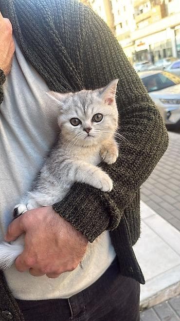 Şinşilla, Dişi, Pulsuz çatdırılma