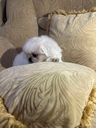 Gəmiricilər: Pekines — 6