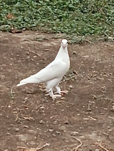 аквариум без рыб: Ağ rəngli dekorativ göyərçinlər - Tam ağ lələklər, bəzi fərdlərdə — 1