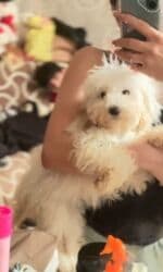 qiz it adlari: Maltipu dişi 4 aylıq.Sağlam,oynaq baladır.tualet tərbiyəsi var.istəyən — 1