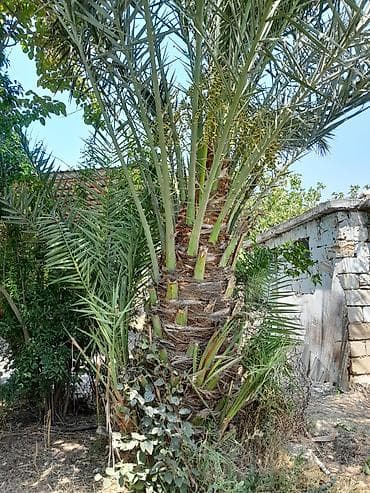 bezek bitkileri: Xurma xurması qiymet razilasma yolu ile. (Phoenix dactylifera) – — 3