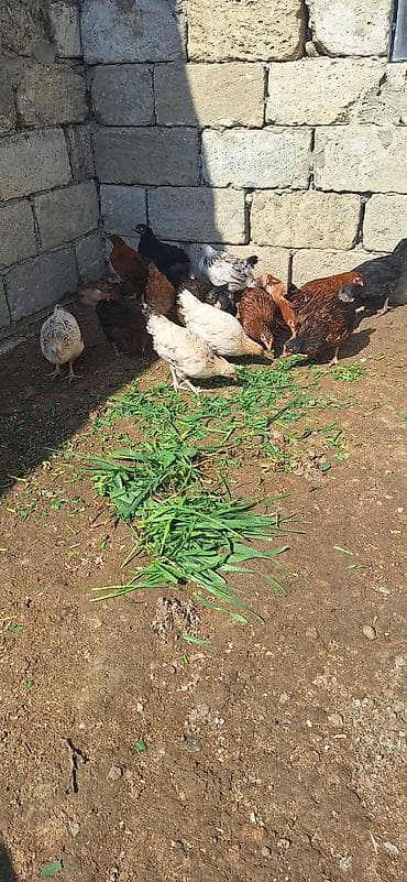 kent cüceleri: Toyuq cücələri, Damazlıq, Ödənişli çatdırılma — 2