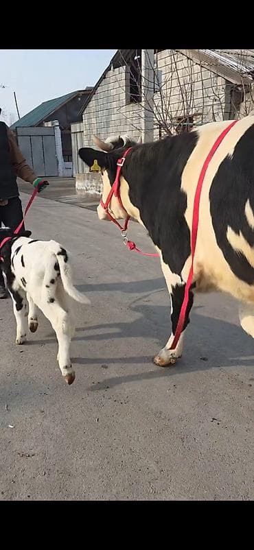 Südlük inək buzovla birlikdə - Cins: Holşteyn tipli, ağ-qara rəngli -