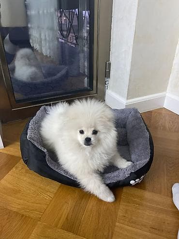 pomeranian qiyməti: Şpitz, 4 ay, Erkek, Peyvəndli — 2