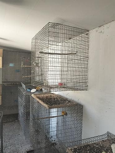 korella qus: Metalkarkas quş qəfəsləri – iri həcmli model Məhsul təsviri: - — 5