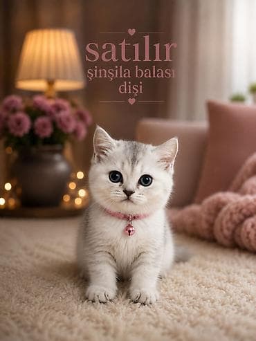Heyvanlar: Şinşilla, Dişi, Ödənişli çatdırılma — 3