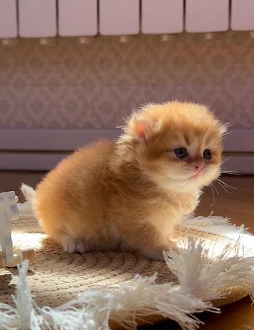 heyvan it: 30gunluk tam saglam ve genetıkası temız golden chınchılla dısı ve — 2