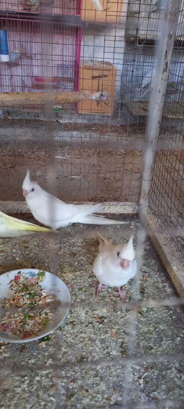 menks cinsi pişik: Yanaqsiz korella balalaridir ele oyretmeyin tam vaxdidir yeni dene — 2