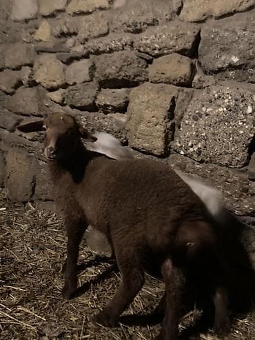 bordaq quzu: Bir dişi bir erkəy quzular satılır qiymət 170 manat cütü 340 manata — 1