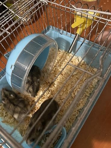 hamster satisi: Hamster və qəfəs dəsti Məhsul tərkibi: - Kiçik ölçülü metal — 2