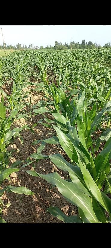 Kommersiya daşınmaz əmlakı: 1500 sot Biznes üçün — 2