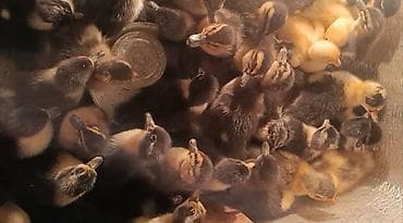 100 yuxari alana endirim olacaq