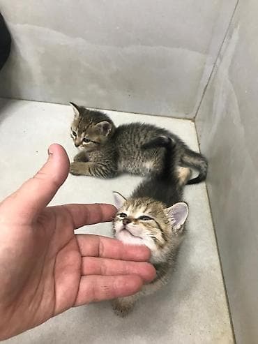 bala pişik pulsuz: Şotland — 10