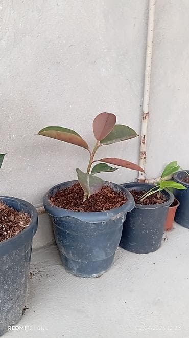 Qara Rezin Ağacı (Ficus elastica) – saksıda dekorativ otaq bitkisi -