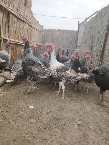 Salam aleykum Bu ilki hinduskalardir kentde yetisdirilib tebii — 2