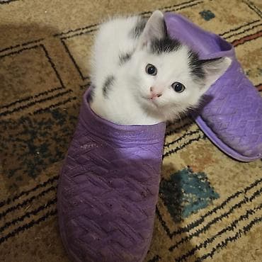 sirin pisik balalari: Yaxşı əllərə — 2