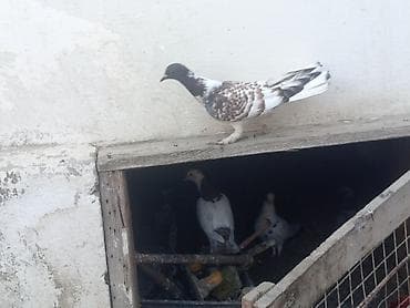 amadin satilir: Əvraş satlir 40 qara baş 20 — 2