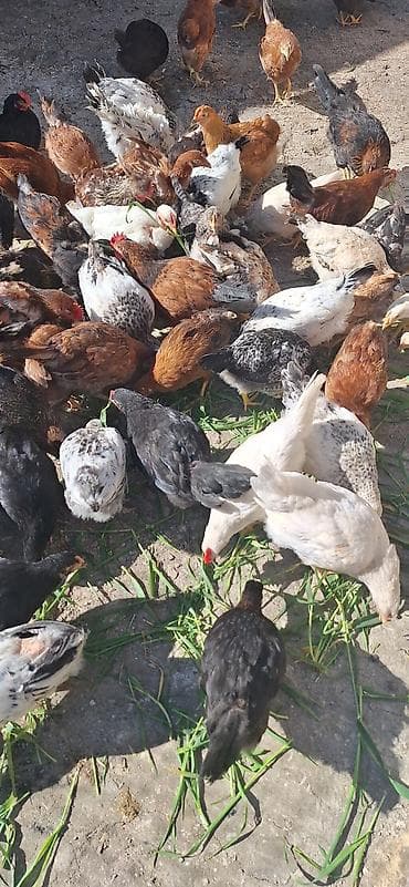 kend cucesi: Toyuq cücələri, Damazlıq — 4