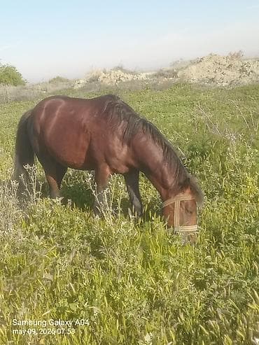 Erkək, il: 5, Ünvandan götürmə