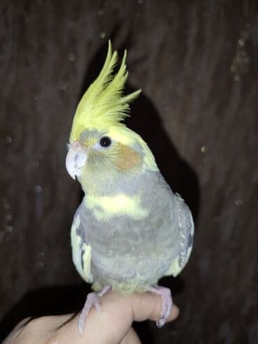 cuce ve xoruz temsili: Nimfa tutuquşu (Cockatiel) - Növ: Nimfa tutuquşu, xarak­terik sarı — 4