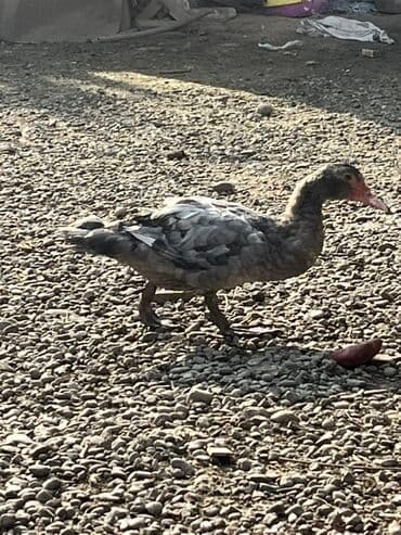 ucuz toyug: Erkək, | Lal ördək, Ətlik, Ödənişli çatdırılma — 3