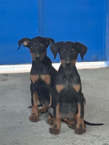 pitbull tap az: Доберман — 4