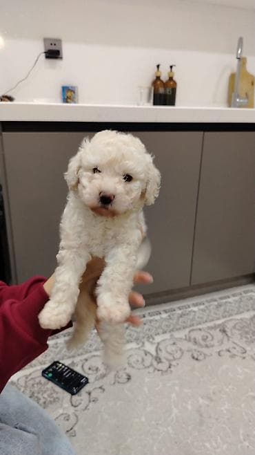 itlerin sekisi: Pudel, Dişi — 7