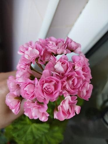 bezek bitkileri adlari: Geran yeni sort pink. Böyük ölçülü də var — 1