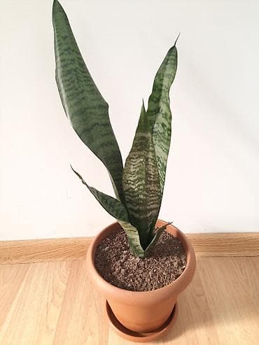 studiya otaq: Otaq bitkiləri — 1