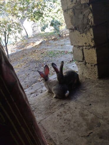 Keçi, çəpiş: Rızen Dovsanlar Satılır 3 eded 3 de erkektir Razılasma yolu ile ünvan — 2