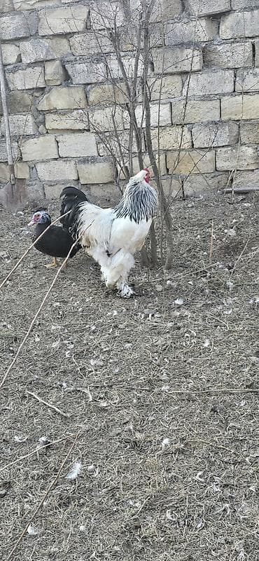 heyreti xoruz: Brahma cinsi xoruz

-temiz qandi. 1il 5 ayliqdi — 2