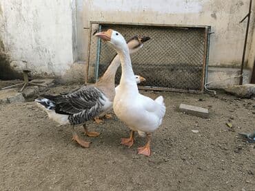 Digər heyvanlar: (uzunboyun, Asiya tipli). 5 aylıq 2 erkək 1 dişi qazlar satılır çox — 2