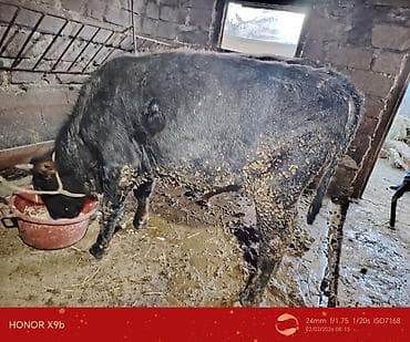 Akvariumlar: Saxlamağa gedən erkək dana satılır buzov danasıdı yaşı olmayıb 2-3 — 2