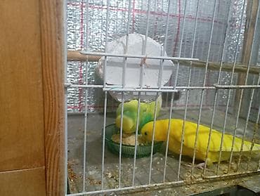 mehebbet qusu satisi: Damazlıq bala vermiş çex tutuquşuları satılır 2-3 dəfə bala almışam — 9