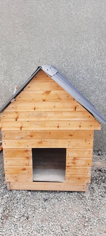 it üçün manej: Belçika çoban iti, 10 ay, Erkek, Ünvandan götürmə — 3