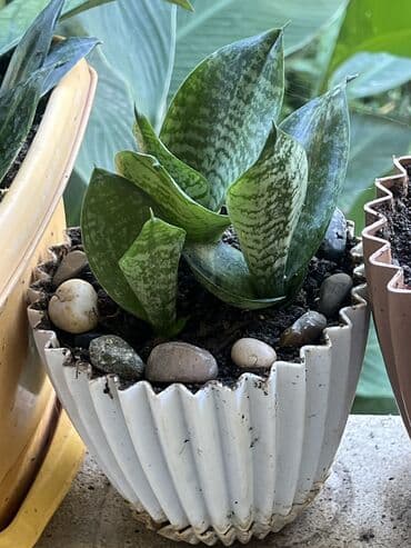 продажа комнатных растений: Her nov guler var endirimnen verecem Gencedi istiyen yazsin satiş — 36