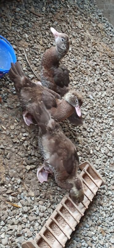 3 ədəd krasnadar bala satılır əsl damazlıg ucundu 1 erkək iki dişi