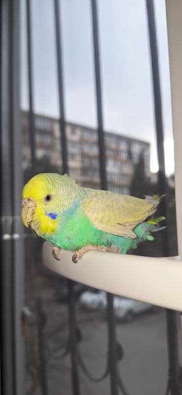 dişi papuqay: Məhsul: Dalmatian rəng çaları olan dimdikli, yaşıl-mavi-sarı tonlarda — 7