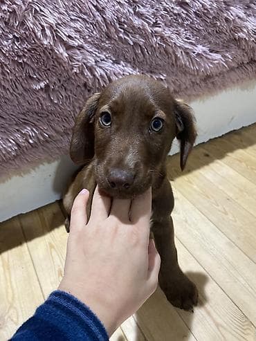 2 ay, Erkek, Peyvəndli