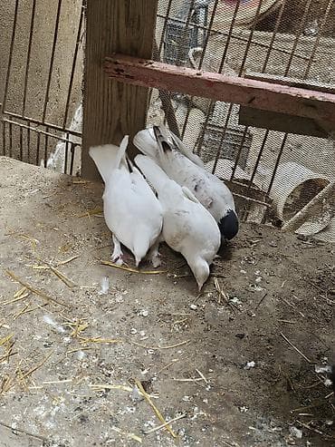 ağ göyərçin: Salam. 4 dənə göyərçindi tam sağlamdılar heçbir xəsdəlikləri yoxdur — 2