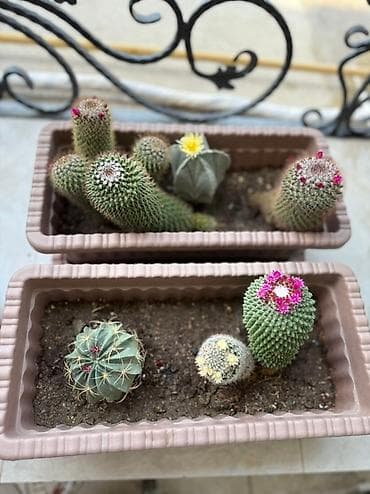 Bu dəstə müxtəlif növ kaktuslar daxildir. Hər kaktus özünəməxsus forma