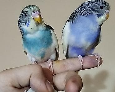 popugay satisi: Məhsul: Dalğıç papaqlı dalmatin naxışlı cüt dalğalı tutuquşu — 4