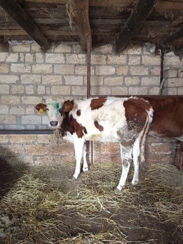ari yeşiklərinin satışı: Yemlik duyelerdi 90-100 kq çəkiləri var cəmi 5basdir razılaşma yolu — 2